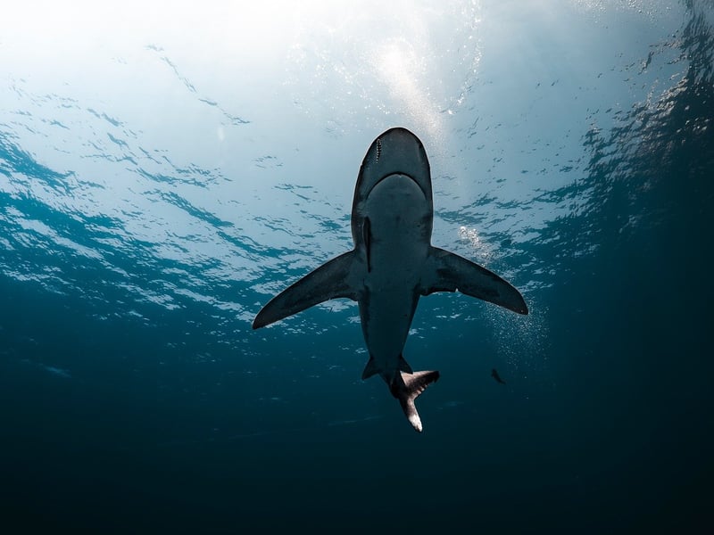 Shark Cage Diving in South Africa